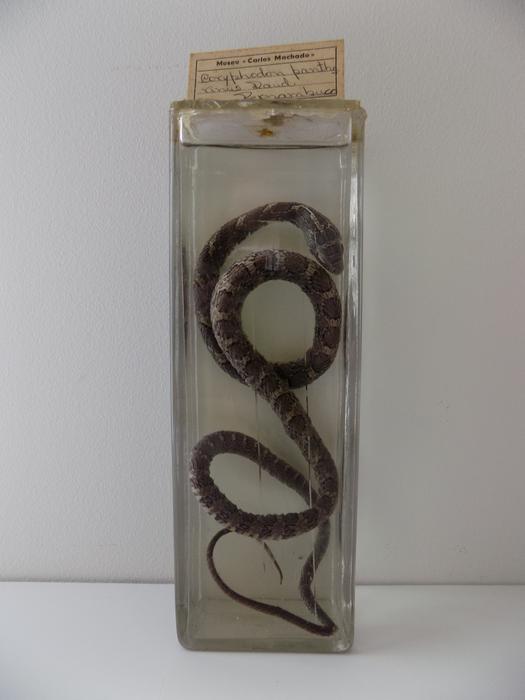 Pantherophis guttatus (Linnaeus, 1766)