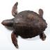 Chelonia mydas (Linnaeus, 1758)