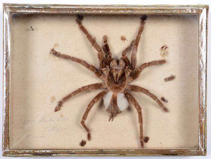 Avicularia avicularia (Linnaeus, 1758)