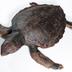 Chelonia mydas (Linnaeus, 1758)