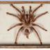 Avicularia avicularia (Linnaeus, 1758)