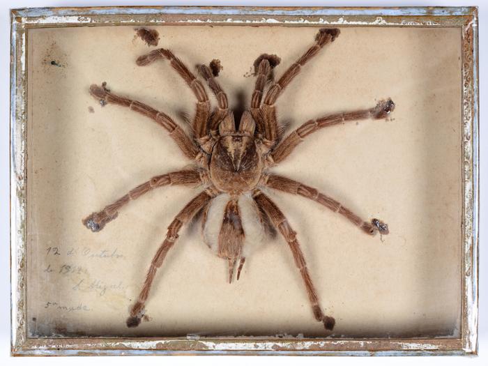 Avicularia avicularia (Linnaeus, 1758)