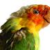 Conuropsis carolinensis (Linnaeus, 1758) 