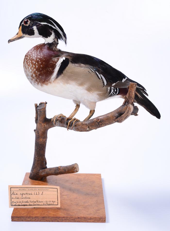Aix sponsa (Linnaeus, 1758)