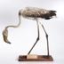 Phoenicopterus ruber Linnaeus, 1758
