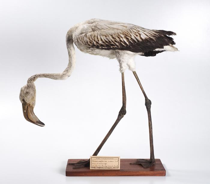 Phoenicopterus ruber Linnaeus, 1758