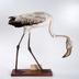 Phoenicopterus ruber Linnaeus, 1758