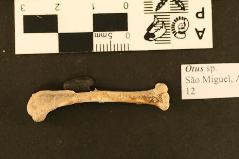 Otus frutuosoi Rando et al., 2013