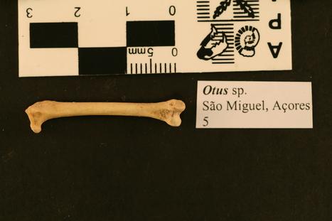 Otus frutuosoi Rando et al., 2013