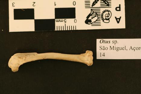 Otus frutuosoi Rando et al., 2013