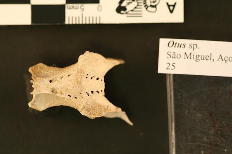 Otus frutuosoi Rando et al., 2013