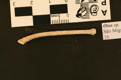 Otus frutuosoi Rando et al., 2013