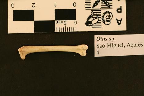 Otus frutuosoi Rando et al., 2013
