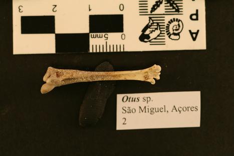 Otus frutuosoi Rando et al., 2013