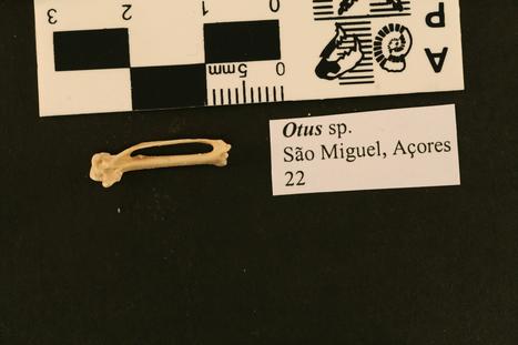 Otus frutuosoi Rando et al., 2013