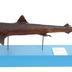 Galeorhinus galeus (Linnaeus, 1758)