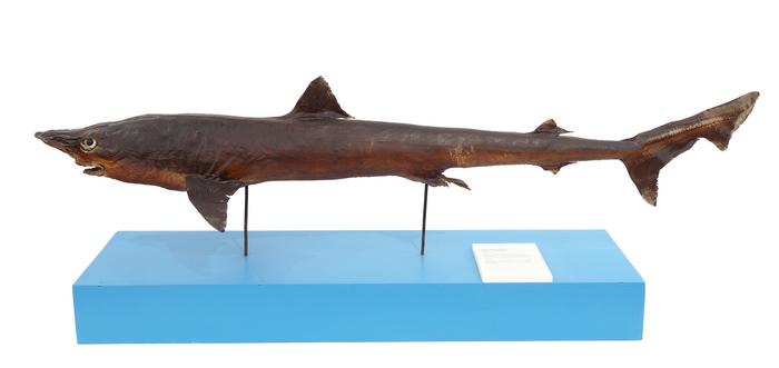 Galeorhinus galeus (Linnaeus, 1758)