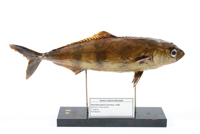 Naucrates ductor (Linnaeus, 1758)