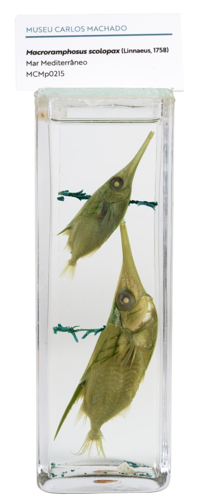 Macroramphosus scolopax (Linnaeus, 1758) [Frasco - 2 exemplares]