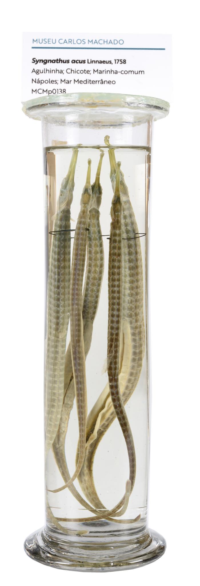 Syngnathus acus Linnaeus, 1758 [Frasco - 5 exemplares]