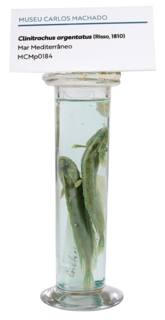 Clinitrachus argentatus (Risso, 1810) [Frasco - 2 exemplares]