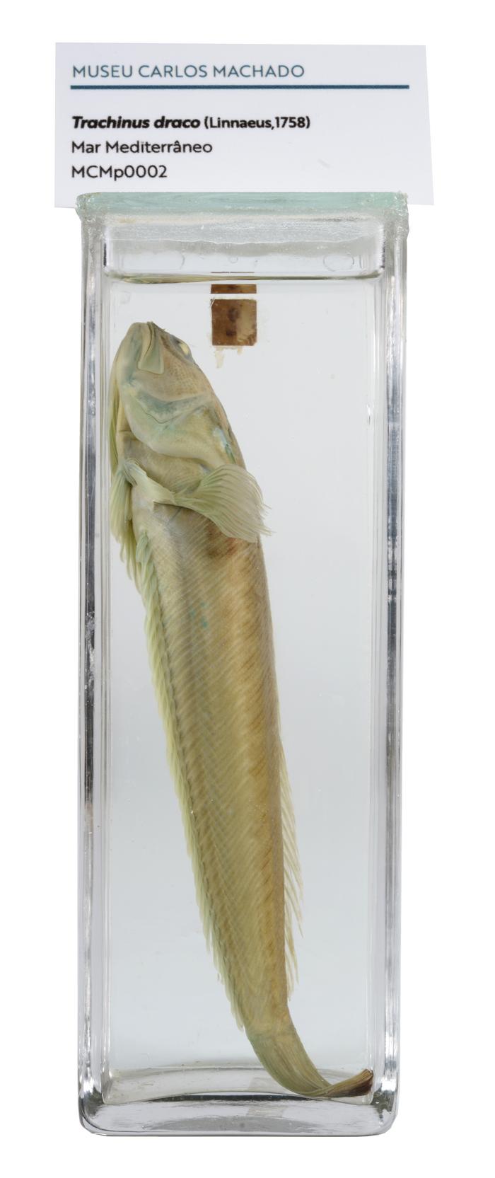 Trachinus draco (Linnaeus, 1758)