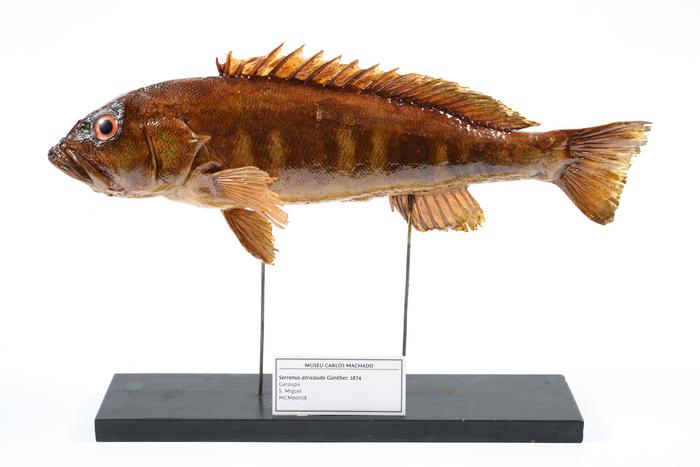 Serranus atricauda Günther, 1874