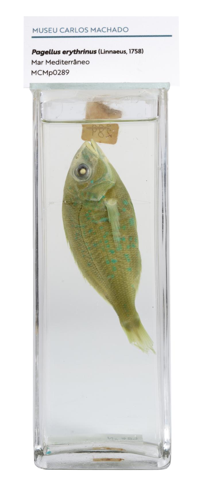 Pagellus erythrinus (Linnaeus, 1758)