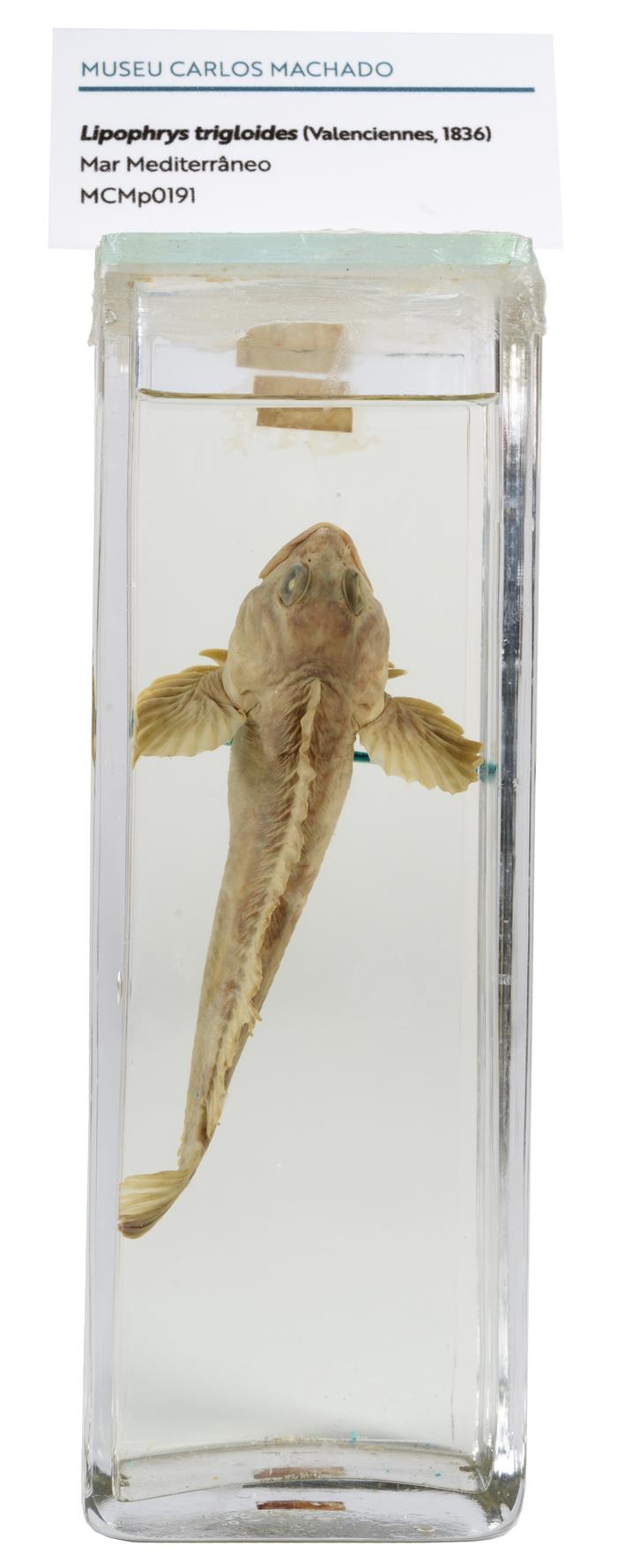 Lipophrys trigloides (Valenciennes, 1836)