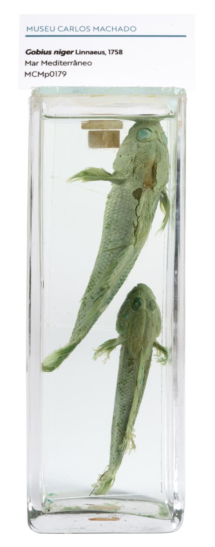 Gobius niger Linnaeus, 1758 [Frasco - 2 exemplares]