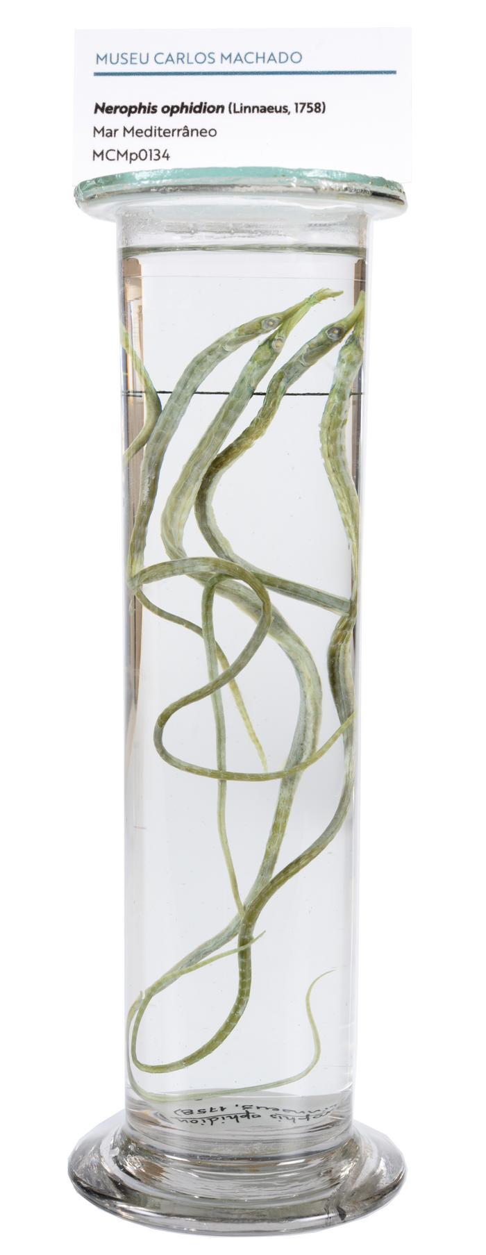 Nerophis ophidion (Linnaeus, 1758)