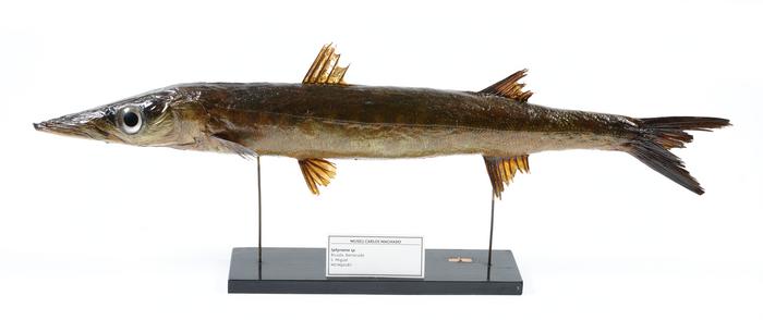 Sphyraena sphyraena (Linnaeus, 1758)