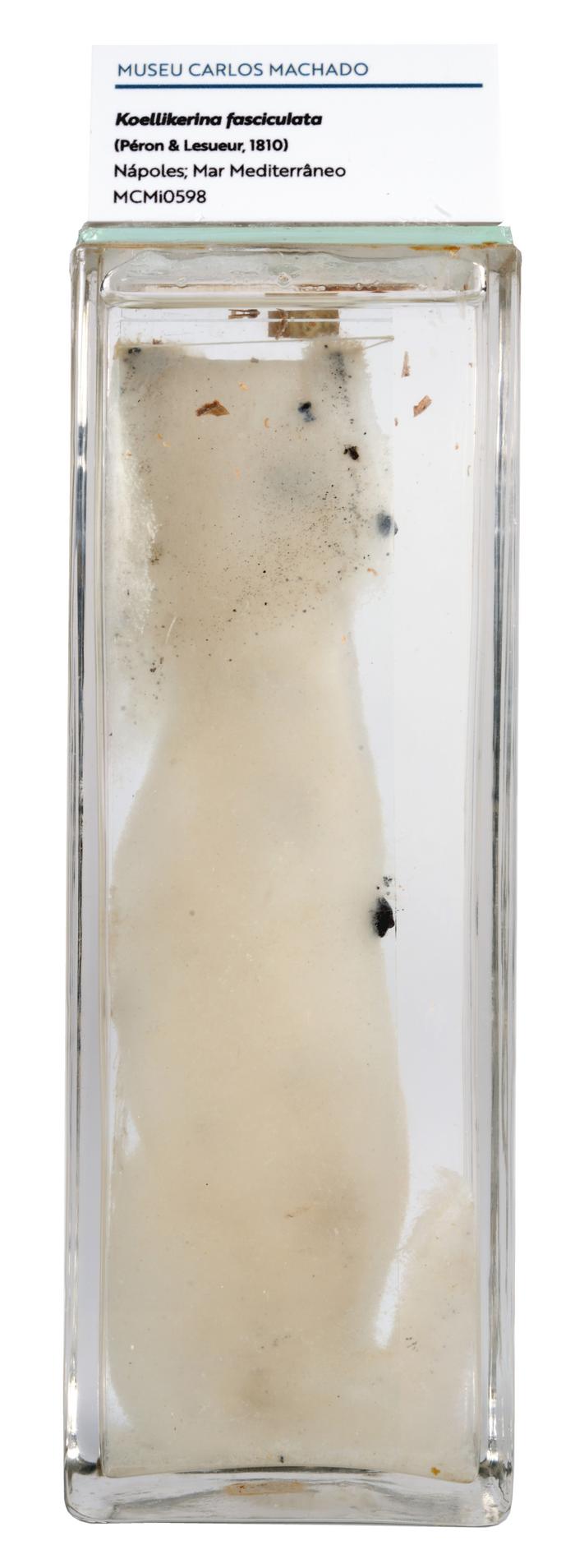 Koellikerina fasciculata (Péron & Lesueur, 1810)