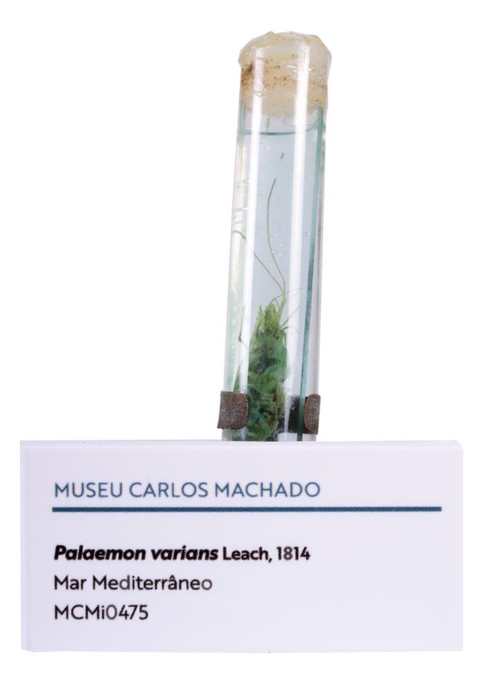 Palaemon varians Leach, 1814