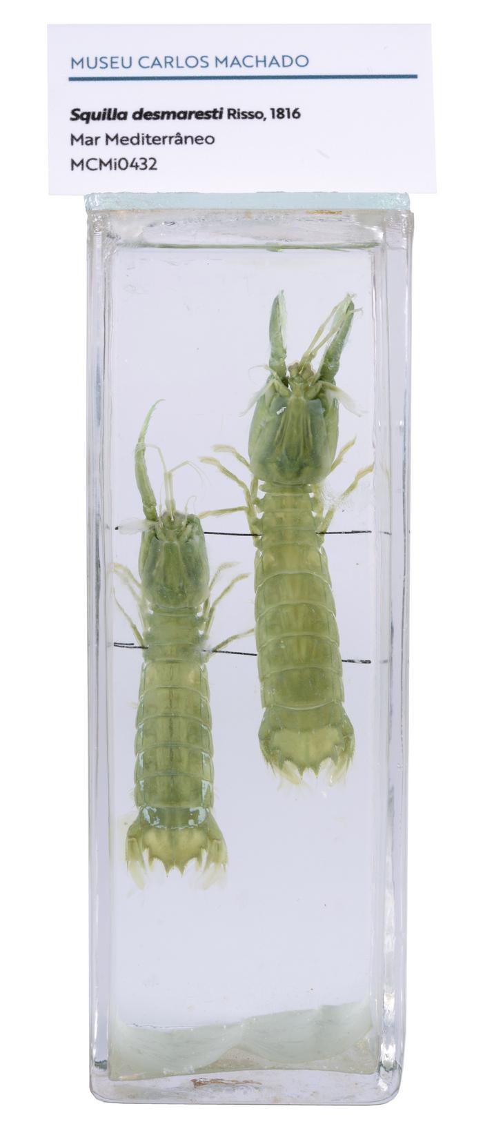 Rissoides desmaresti (Risso, 1816)
