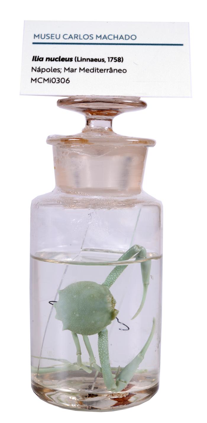 Ilia nucleus (Linnaeus, 1758)