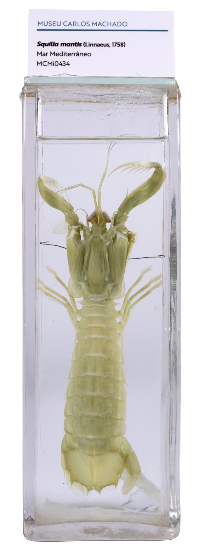 Squilla mantis (Linnaeus, 1758)
