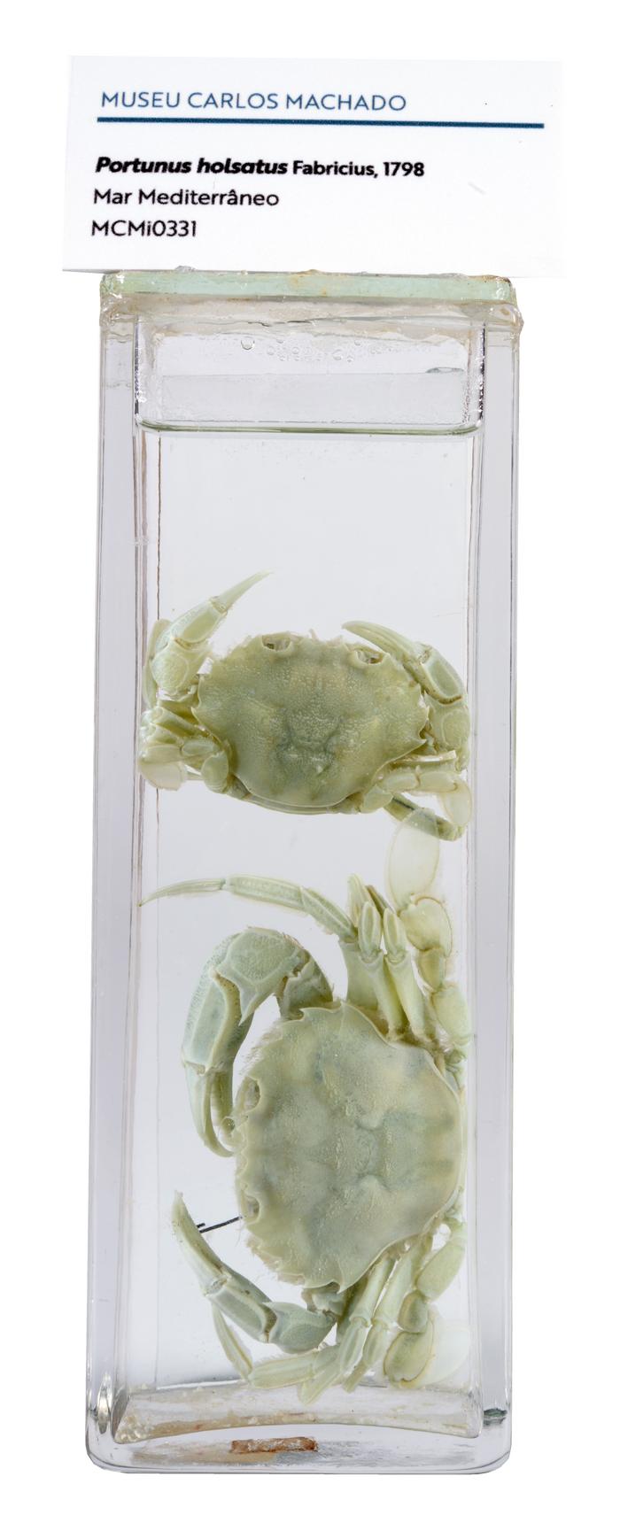 Liocarcinus holsatus (Fabricius, 1798)
