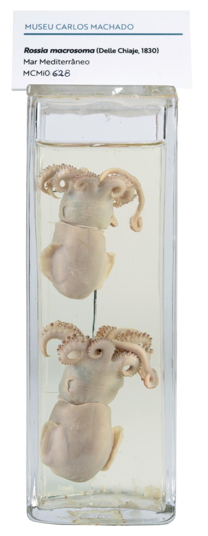 Rossia macrosoma (Delle Chiaje, 1830)