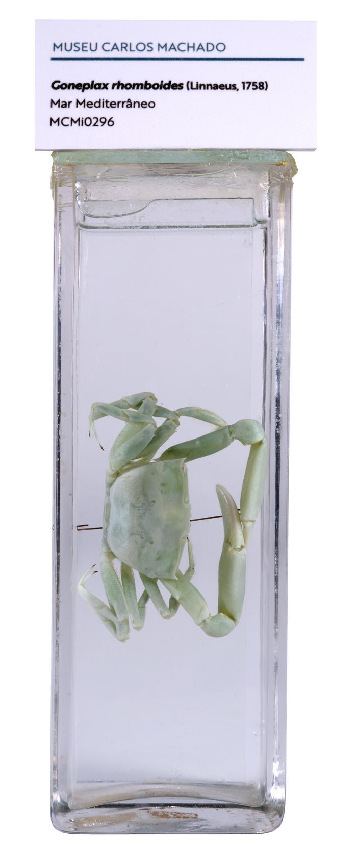 Goneplax rhomboides (Linnaeus, 1758)