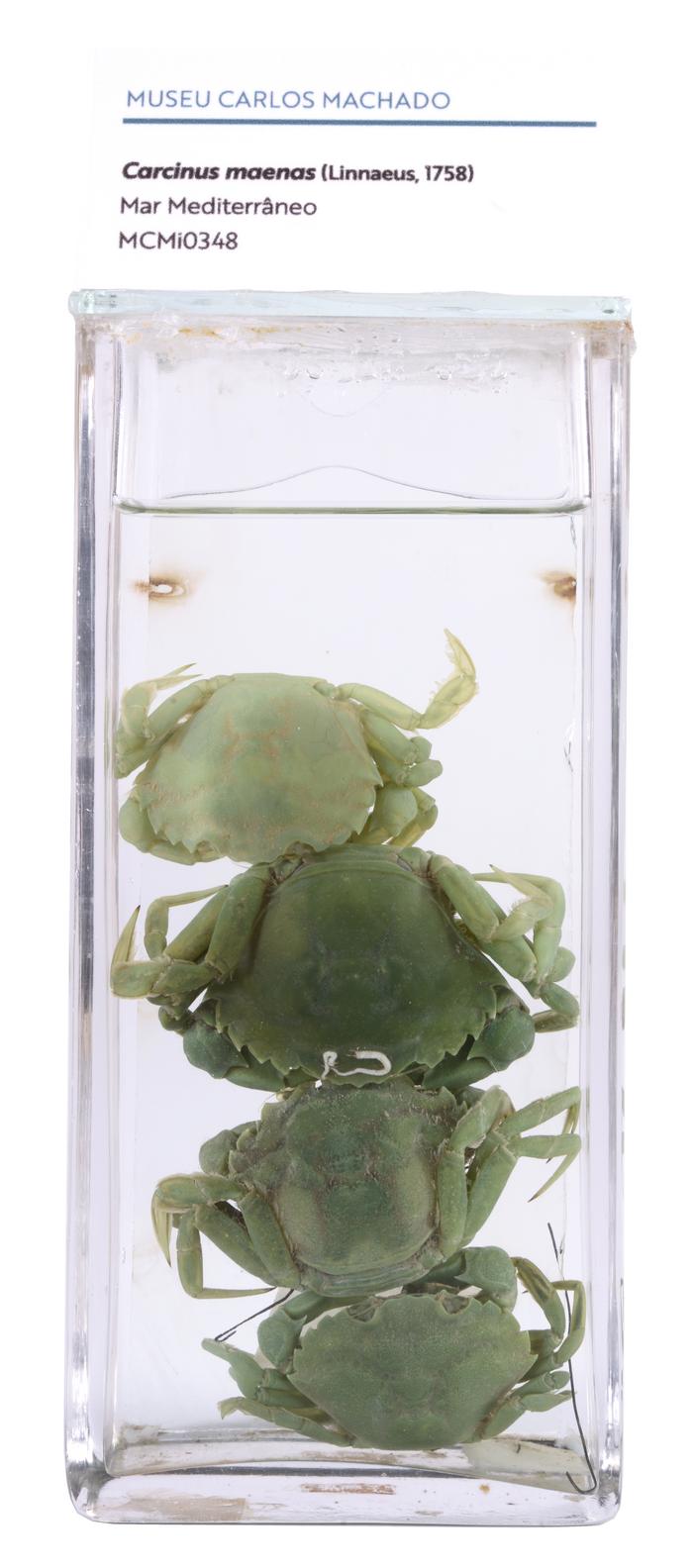 Carcinus maenas (Linnaeus, 1758)