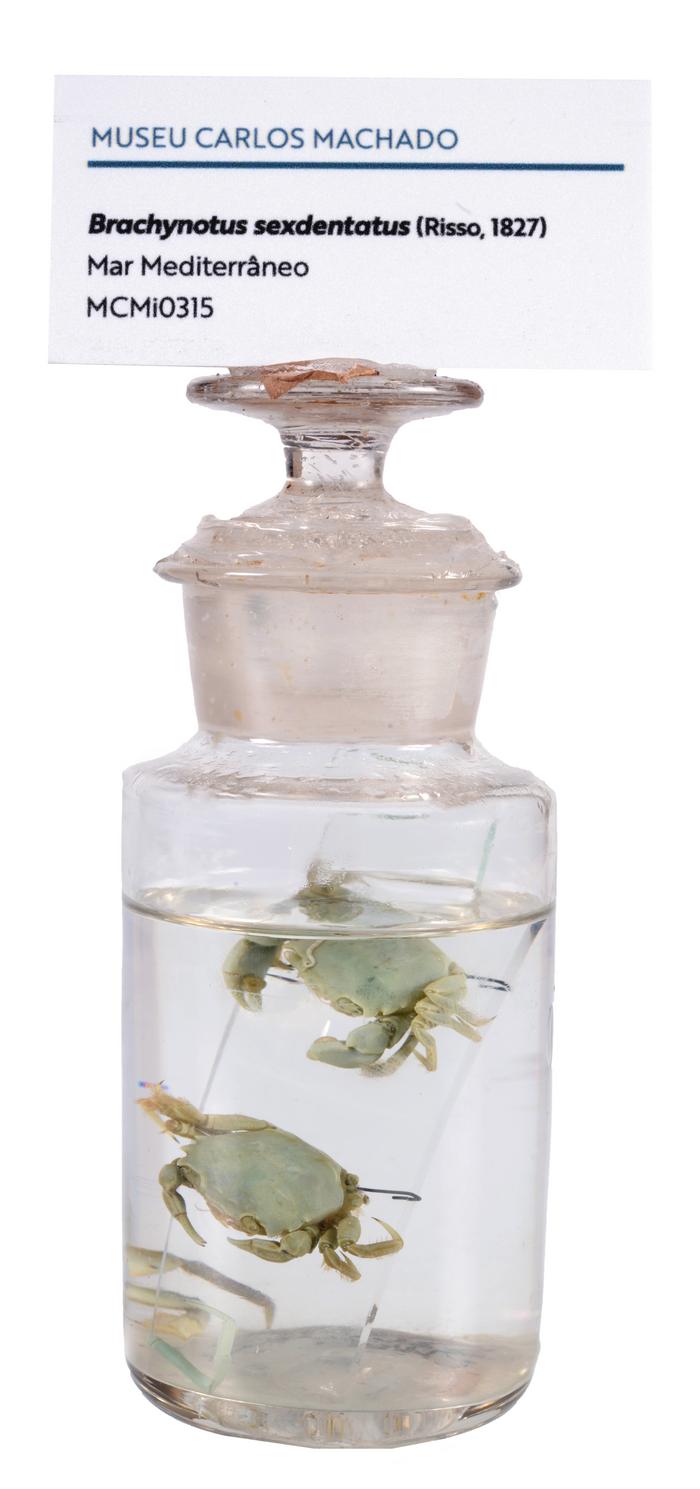 Brachynotus sexdentatus (Risso, 1827)