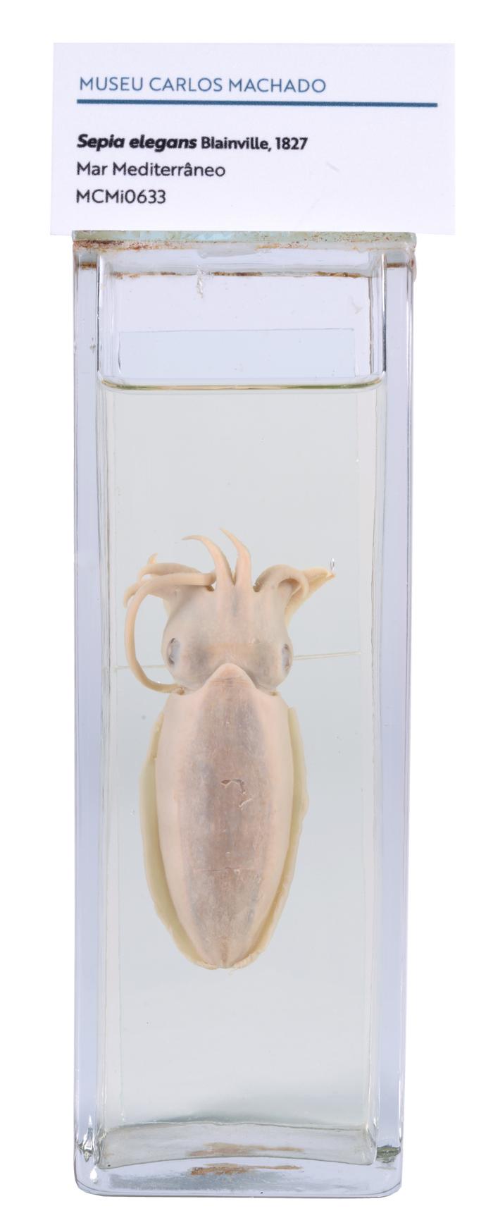 Sepia elegans Blainville, 1827