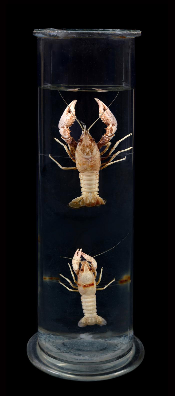 Procambarus clarkii (Girard, 1852) 10-3-2023