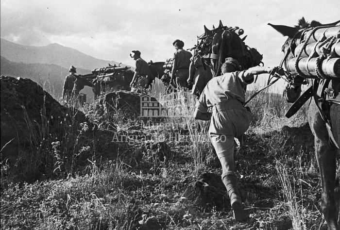 "Highlanders in Sicily used captured German mules"