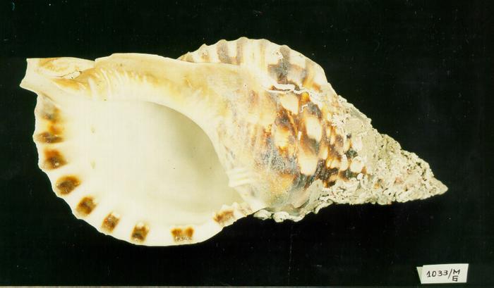 Búzio