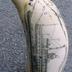 Scrimshaw
