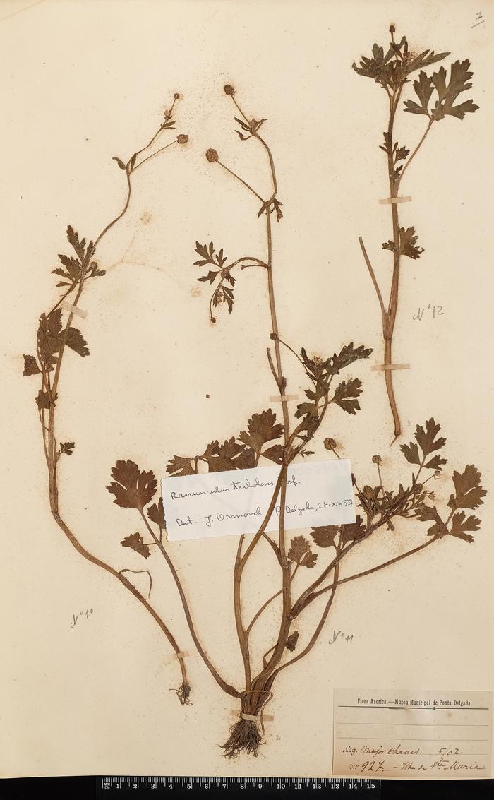 Ranunculus trilobus Desf.