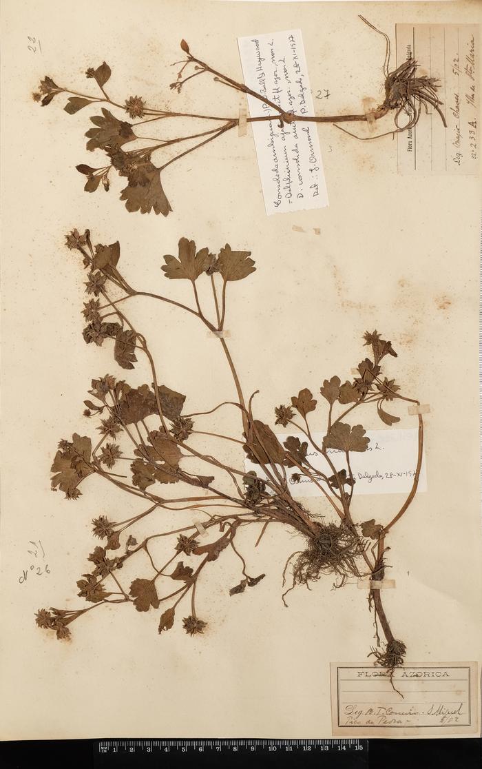 Consolida ajacis (L.) Schur;Ranunculus muricatus L.