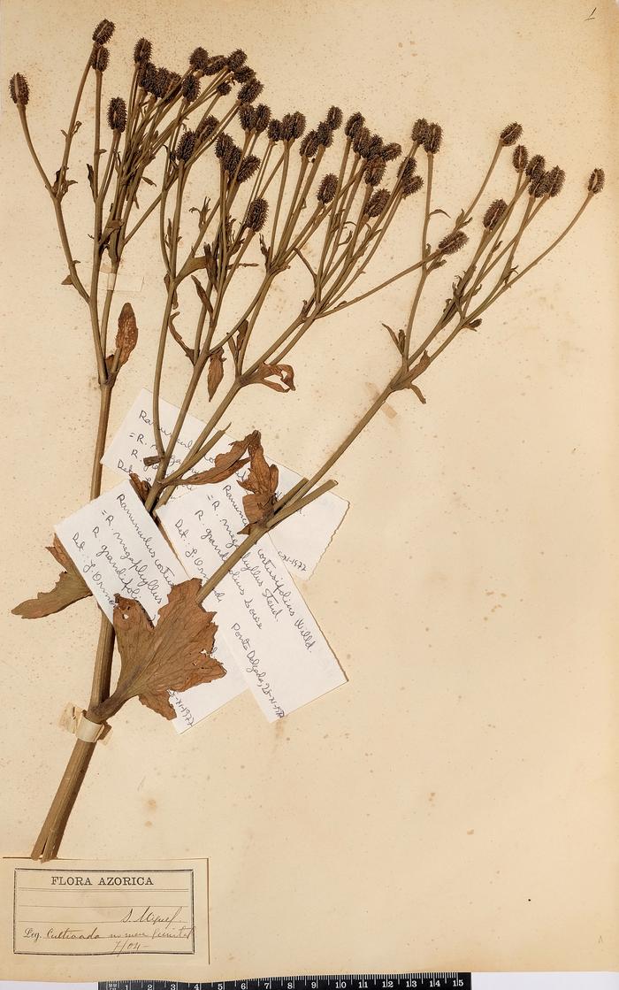 Ranunculus cortusifolius Willd.